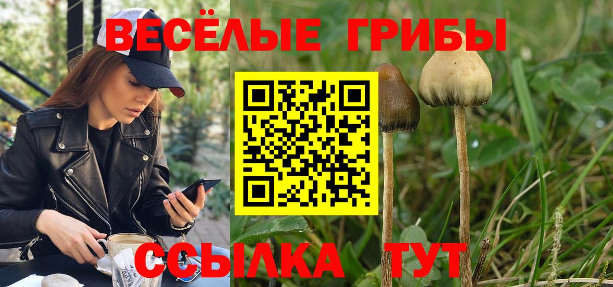 Псилоцибиновые грибы прущие грибы  сколько стоит  Вход с VPN  Буйнакск  Галлюциногенные грибы GOLDEN TEACHER 